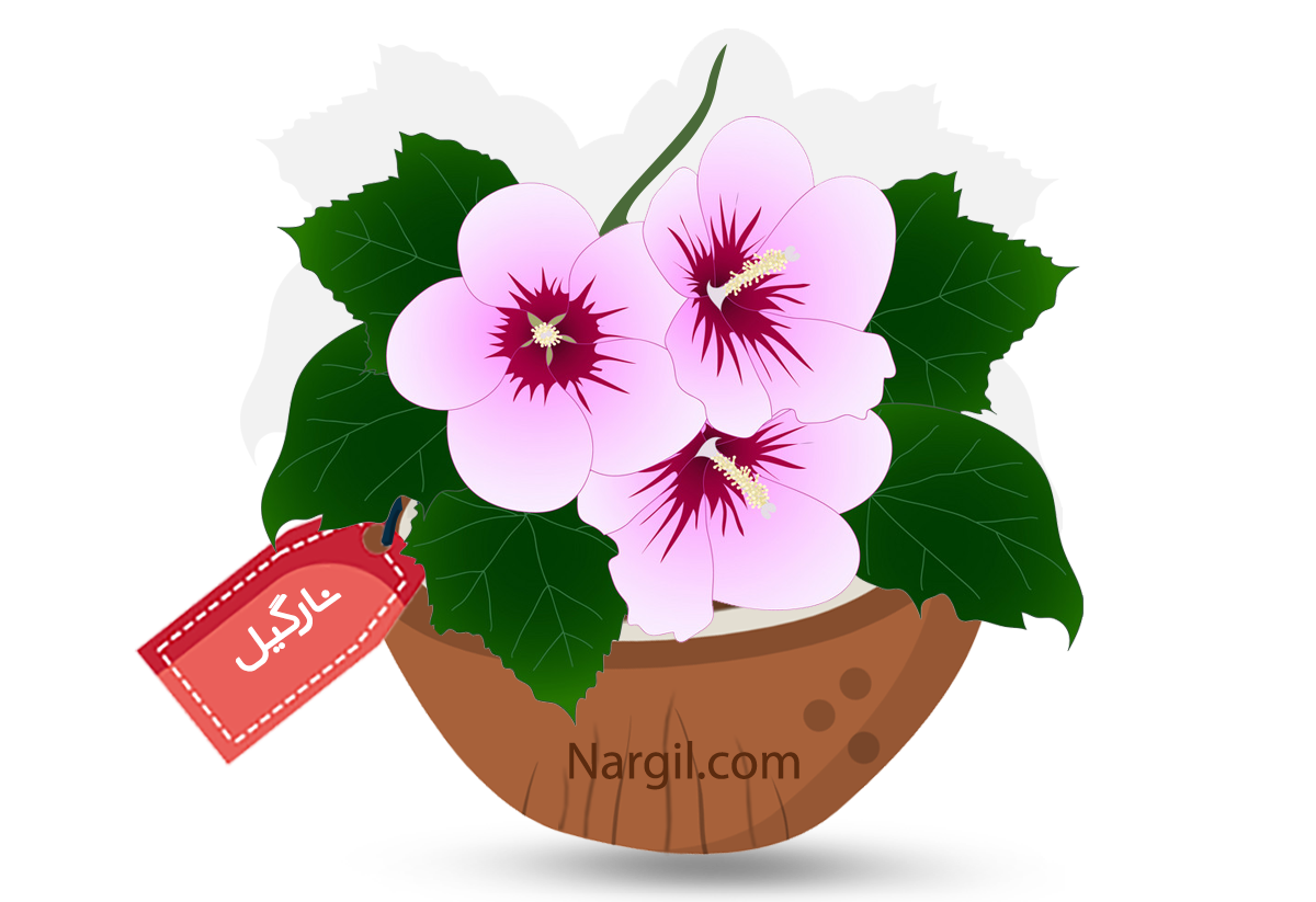  Nargil - rose of sharon